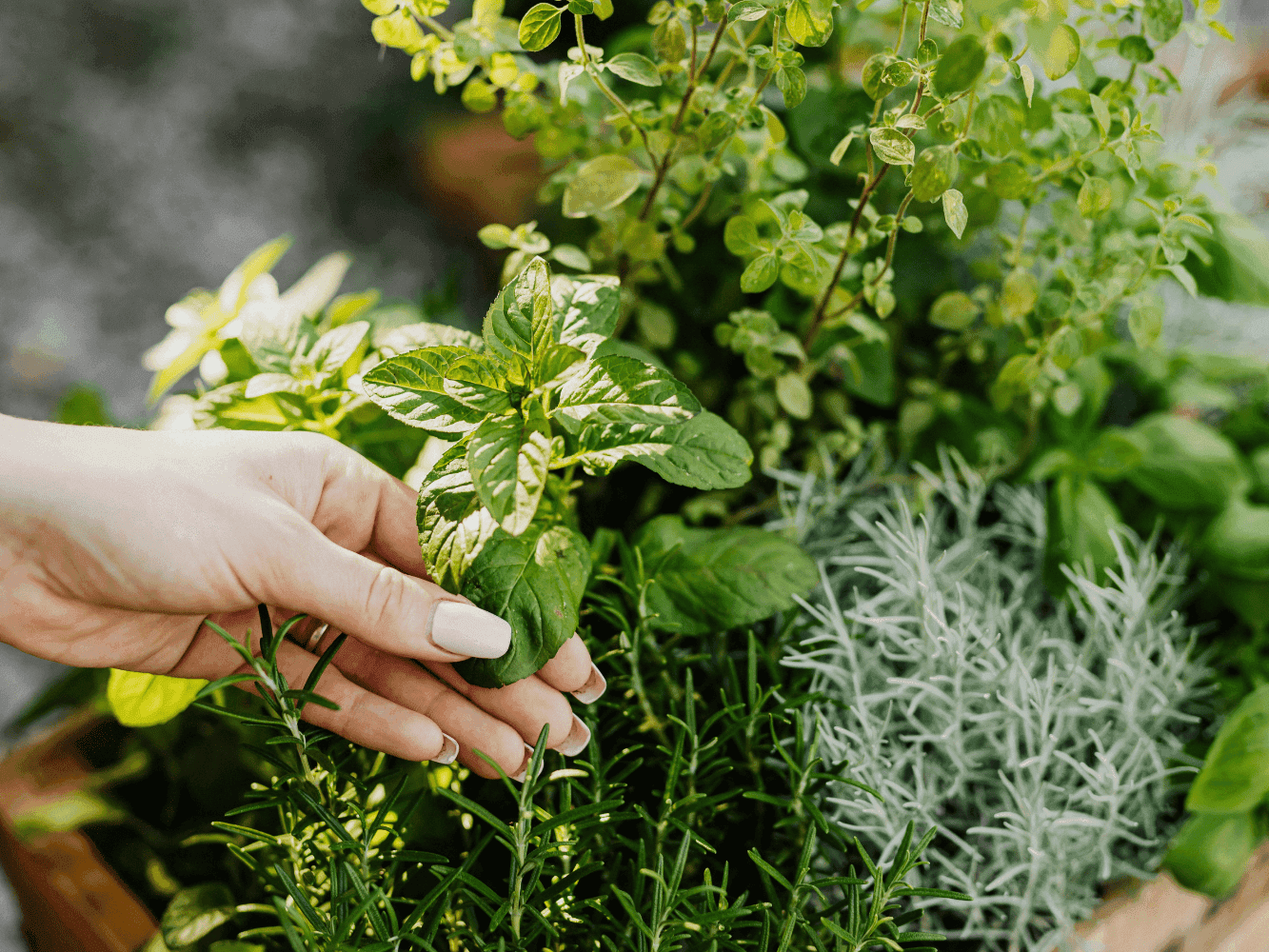 Hands picking herbs from a plant for cooking in You Pick We Cook event.