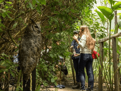 Dos personas observando un gran y majestuoso búho posado entre densas hojas y ramas verdes en un entorno natural y exuberante.
