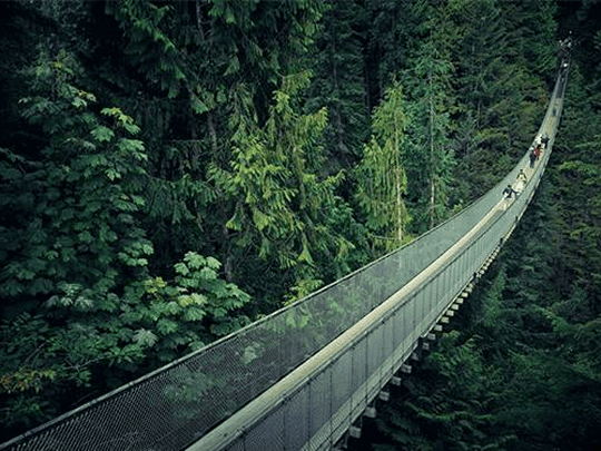 People walking on a suspension bridge above a forest of green trees.