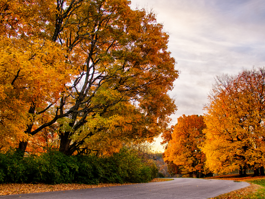 Fall foliage in Michigan