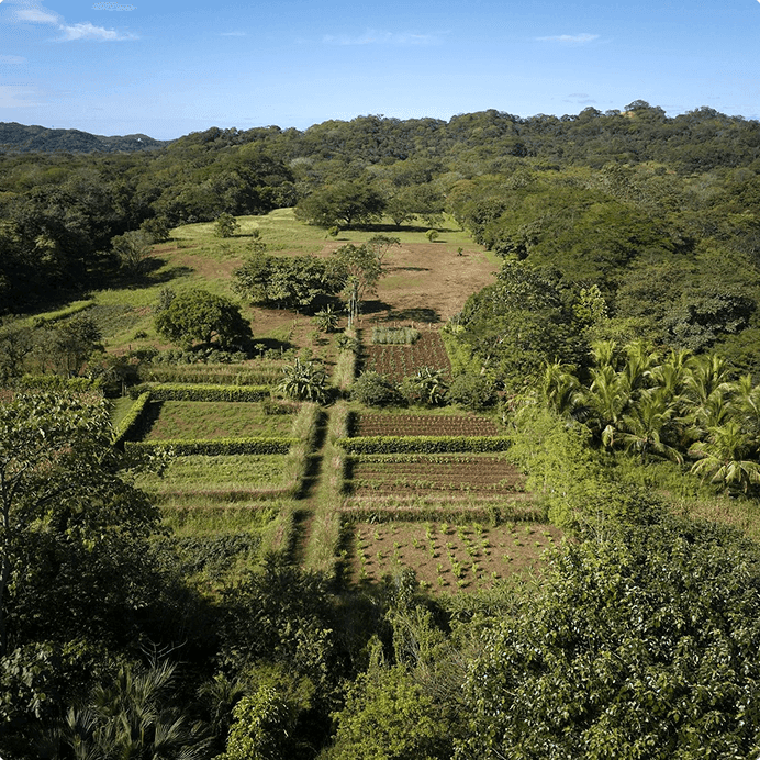 Vista aérea de la exuberante y cuidada zona de La Senda, con sus frondosos árboles, en el Cala Luna Boutique Hotel