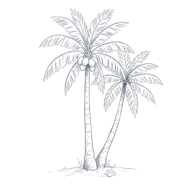 Two white palm trees on a black background at Warwick Fiji Resort and Spa Redesign