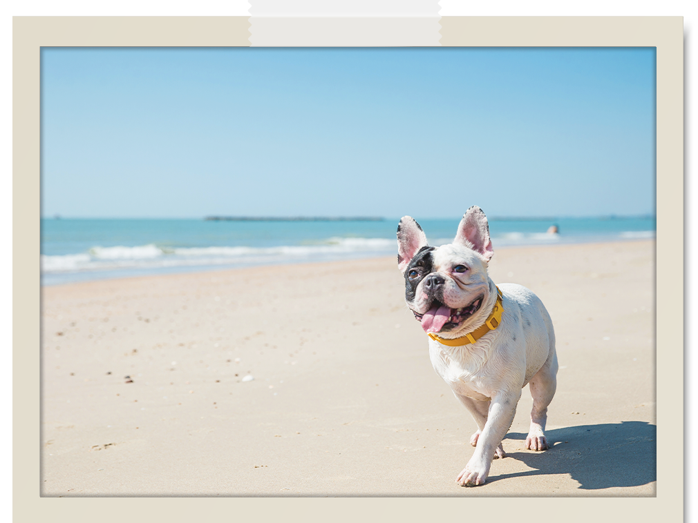 Bristol Boutique Hotel Campbell - Dog with tongue out running on beach