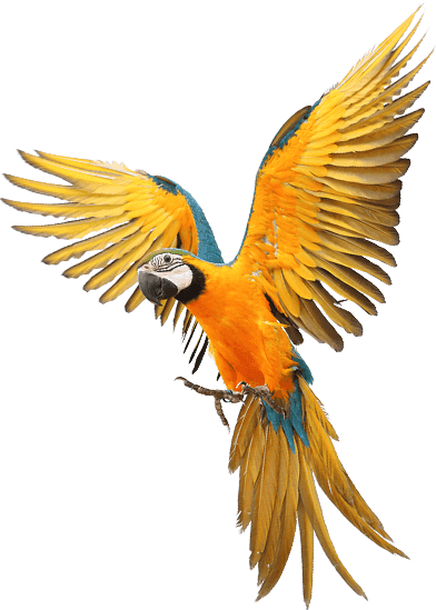 Vector Image of a bird used at Lake Buena Vista Resort Village & Spa