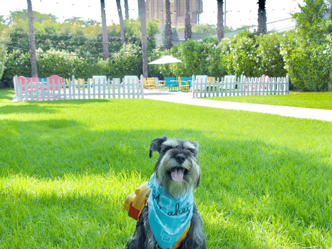 Puppy on hotel lawn with Disneyland attraction in the background 
