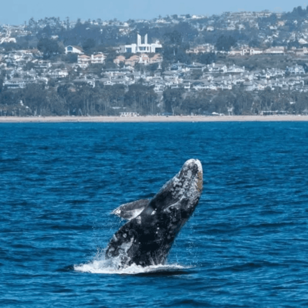 San Diego Whale & Dolphin Watching Adventure | What to do in San Diego | El Cordova Hotel