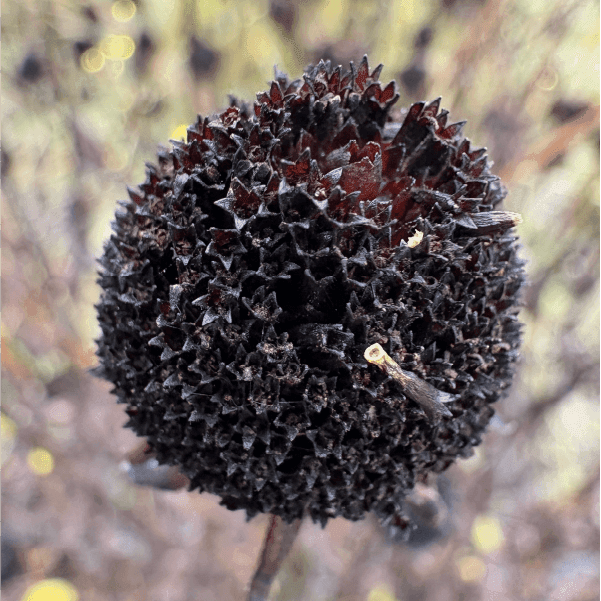 black eyed Susan 