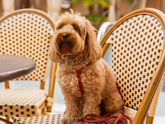 A cute, brown, curly-haired dog sits politely on a woven cafe chair outside at The Plymouth Hotel South Beach