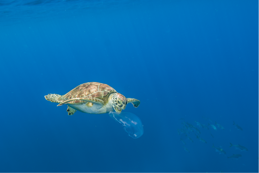 Diving in Golden Rock Resort