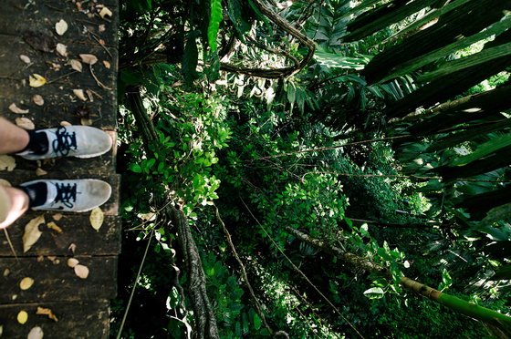 a person overlooking a dense forrest