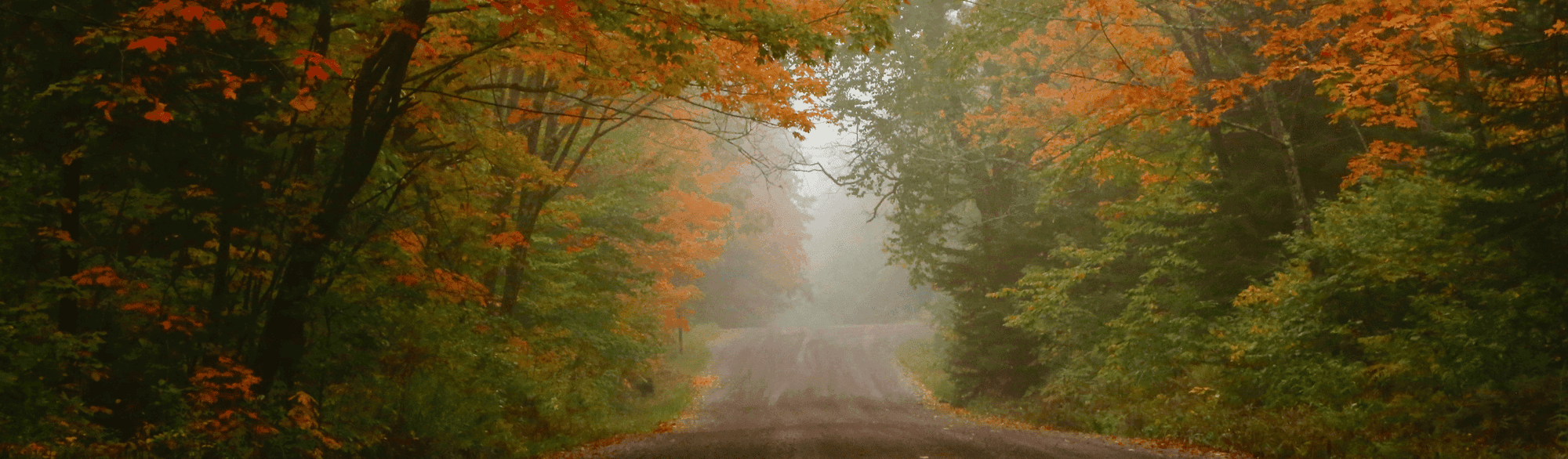 Misty road with autumn trees on both sides near Bluefin Bay