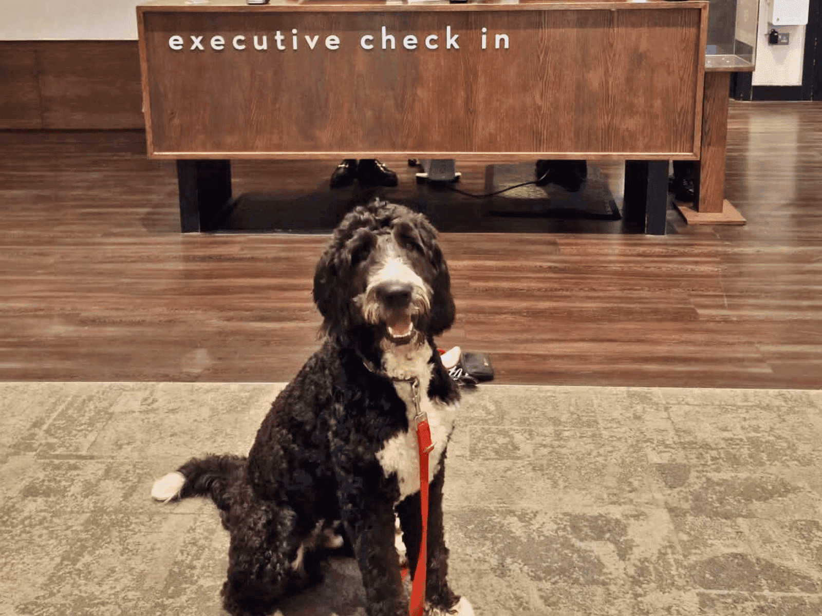 View of Elmo - Pet Mascot in Chief in the lobby executive check-in at St Giles London Hotel - Pet Friendly Package