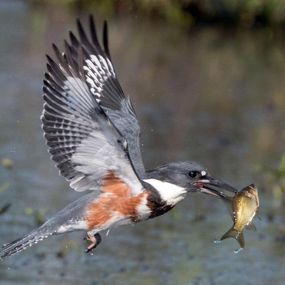 The Belted Kingfisher with a fish on its beak 