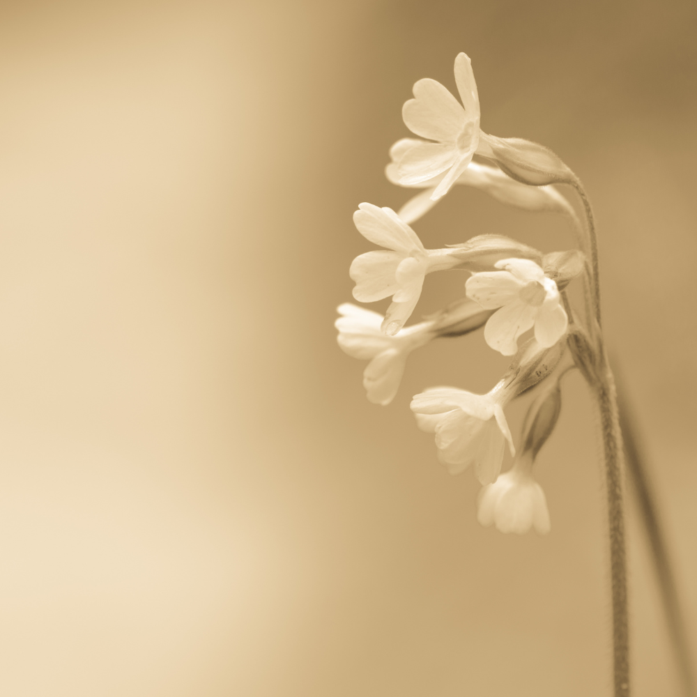 Flower Mercure Hotels Gerringong