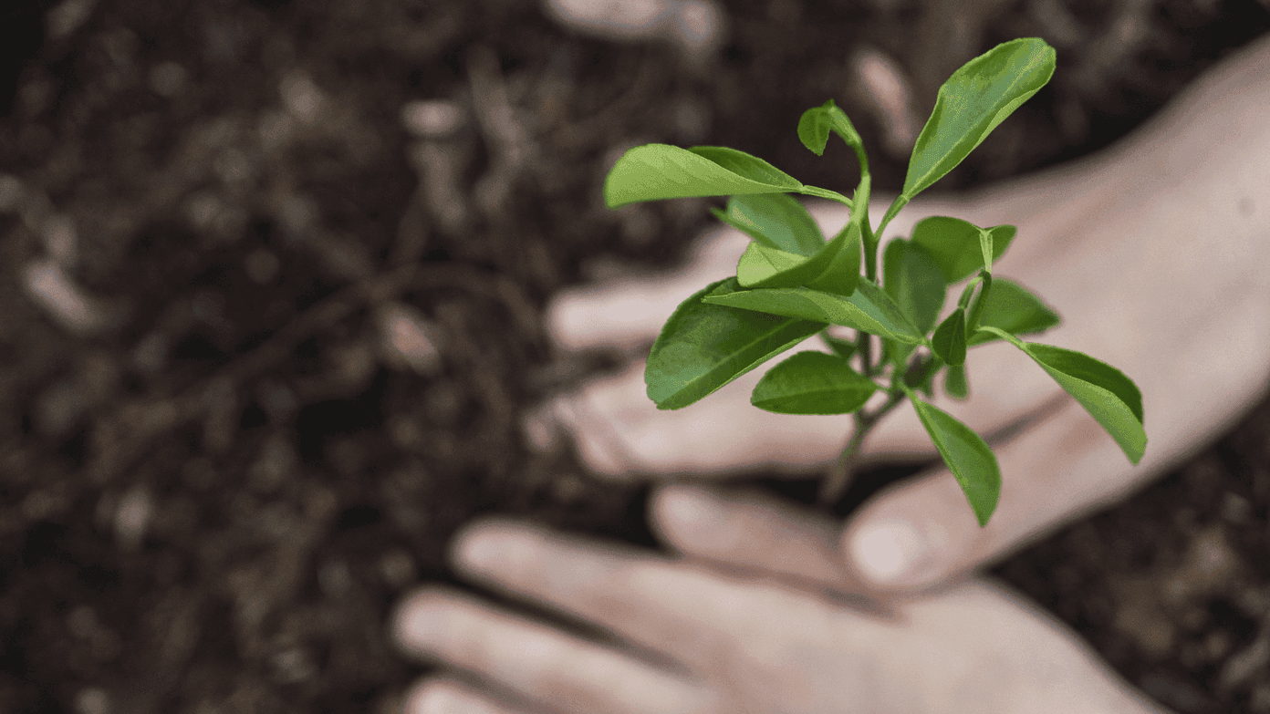 Hands gently planting a green sprout in rich soil at Novotel Sydney International Airport