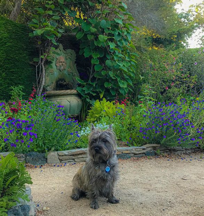 Dog enjoying a walk in the garden