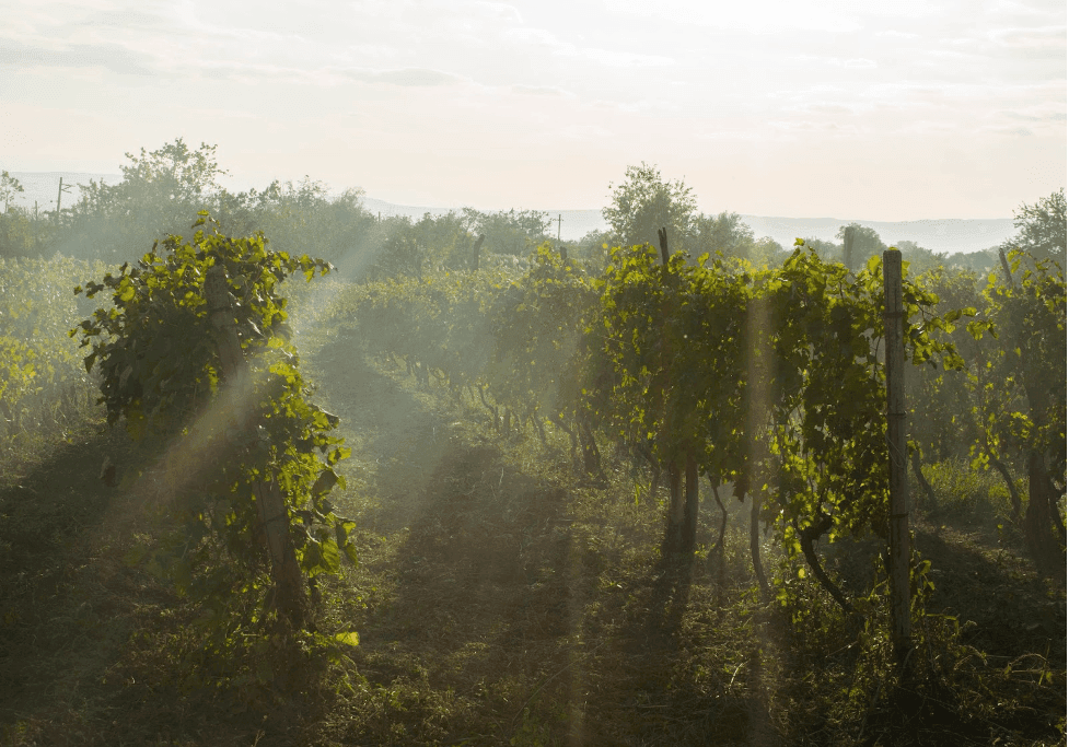 The Best Vineyards In Halifax