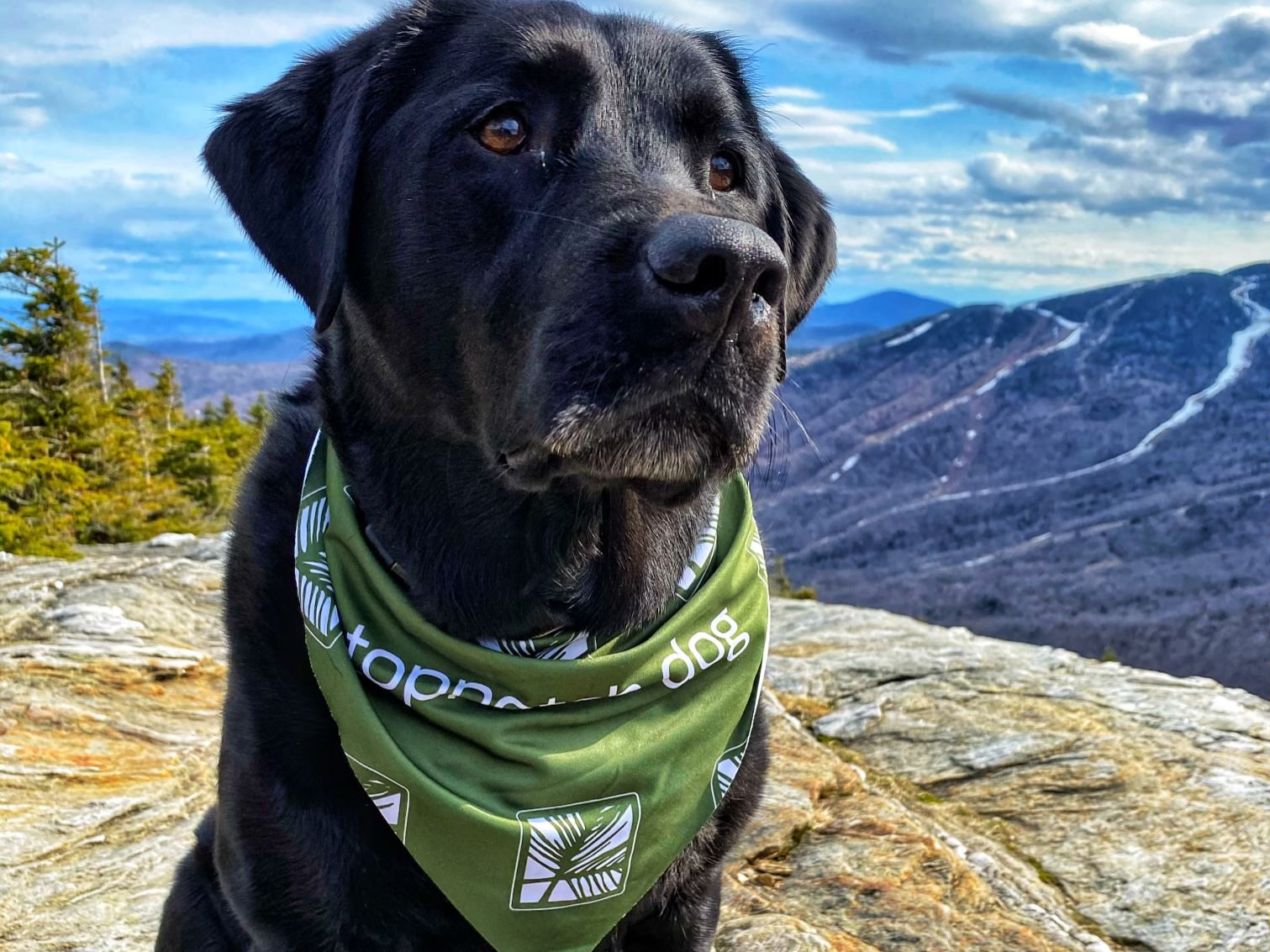 A dog on top of the mountain at Topnotch Stowe Resort