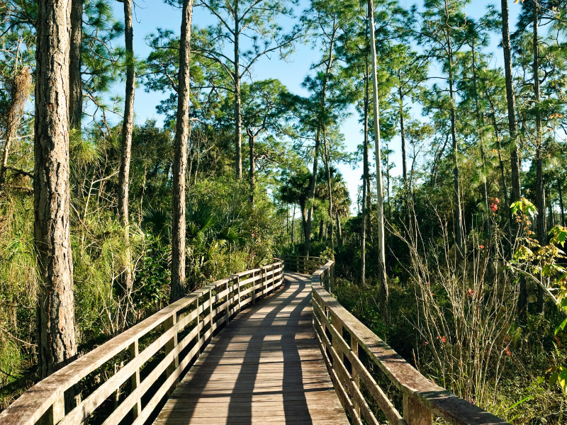 Visit the Audobon's Corkscrew Swamp Sanctuary near the Cove Inn Hotel in Naples, FL.