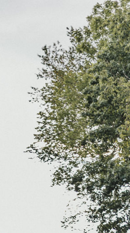 Decorative Tree Image - Right