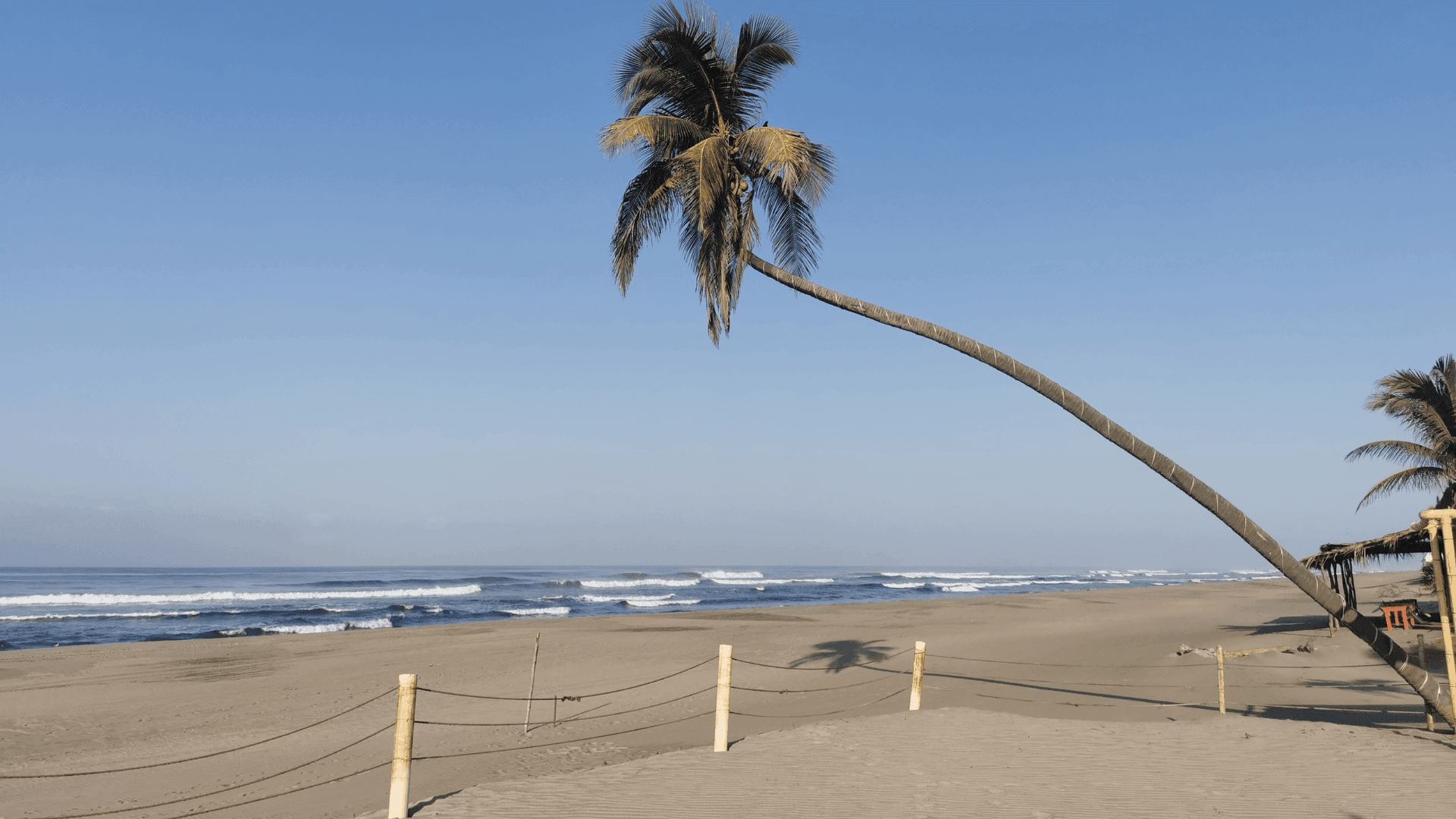 Lean palm tree in Barra Vieja with gentle ocean waves under a clear blue sky near Quinta Real Acapulco
