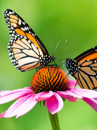 Two Butterflies sitting on a wildflower at The Pearl Hotel