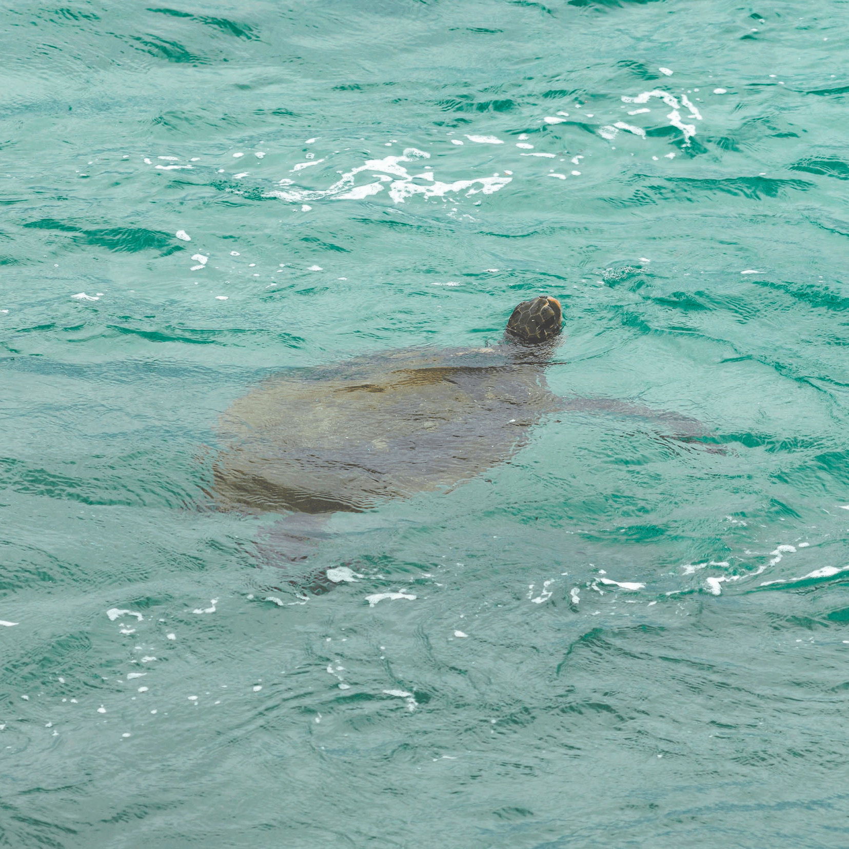 Malaysia's Beach Resort welcomes the return of dolphins & turtles to Port Dickson