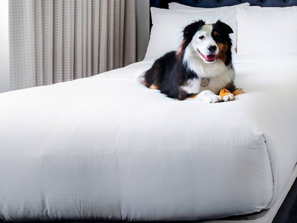 A dog seated on a bed at Clinton Hotel South Beach