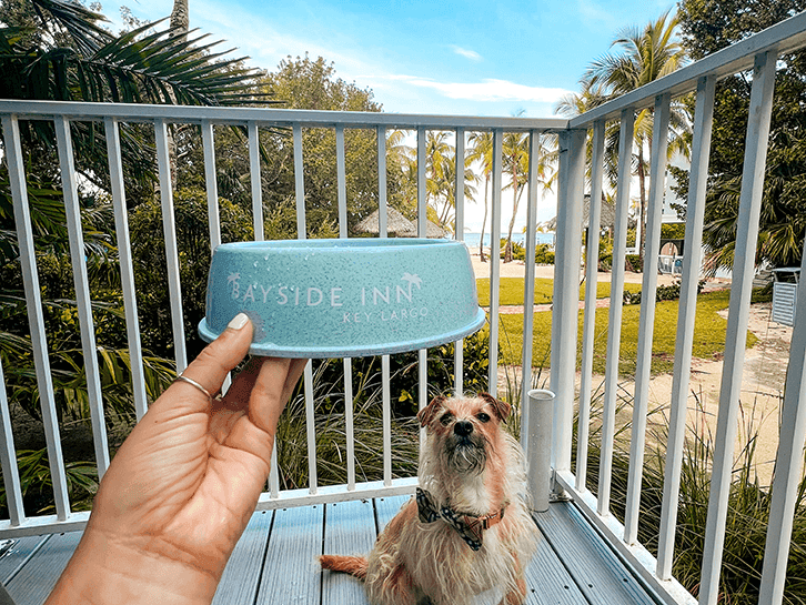 Hand holding a Bayside Inn bowl above a dog on a balcony with tropical scenery.