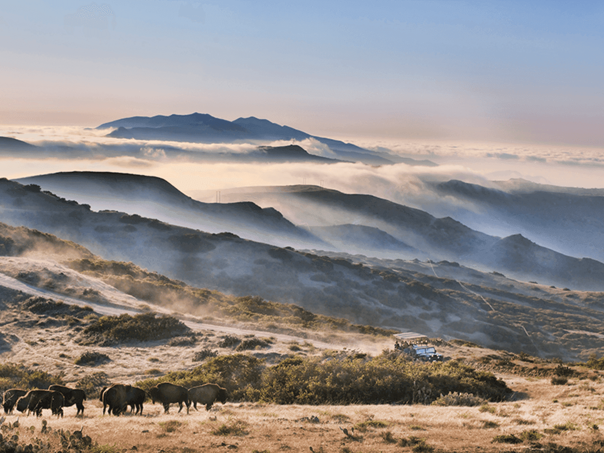 Group of elephants walking through a grassy field near Catalina Island Company