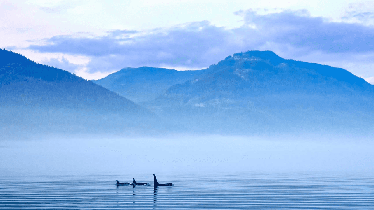 School of whales jutting out of water with a mountainous background