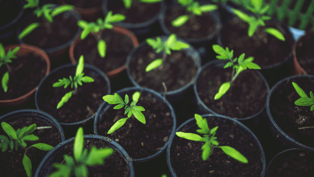 Close-up of many green sprouts growing in pots at Novotel Sydney International Airport