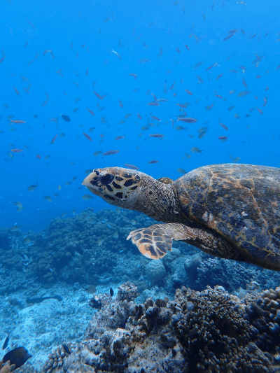 Hawksbill sea turtle