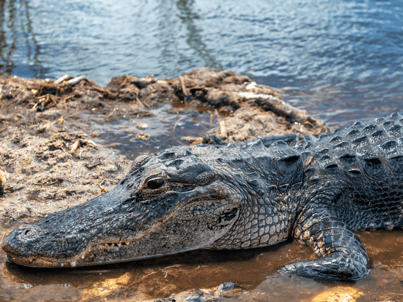 Alligator resting on the river shore in Florida Everglades near Bayside Inn Key Largo