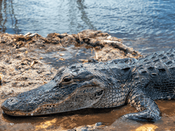 Alligator resting on the river shore in Florida Everglades near Bayside Inn Key Largo
