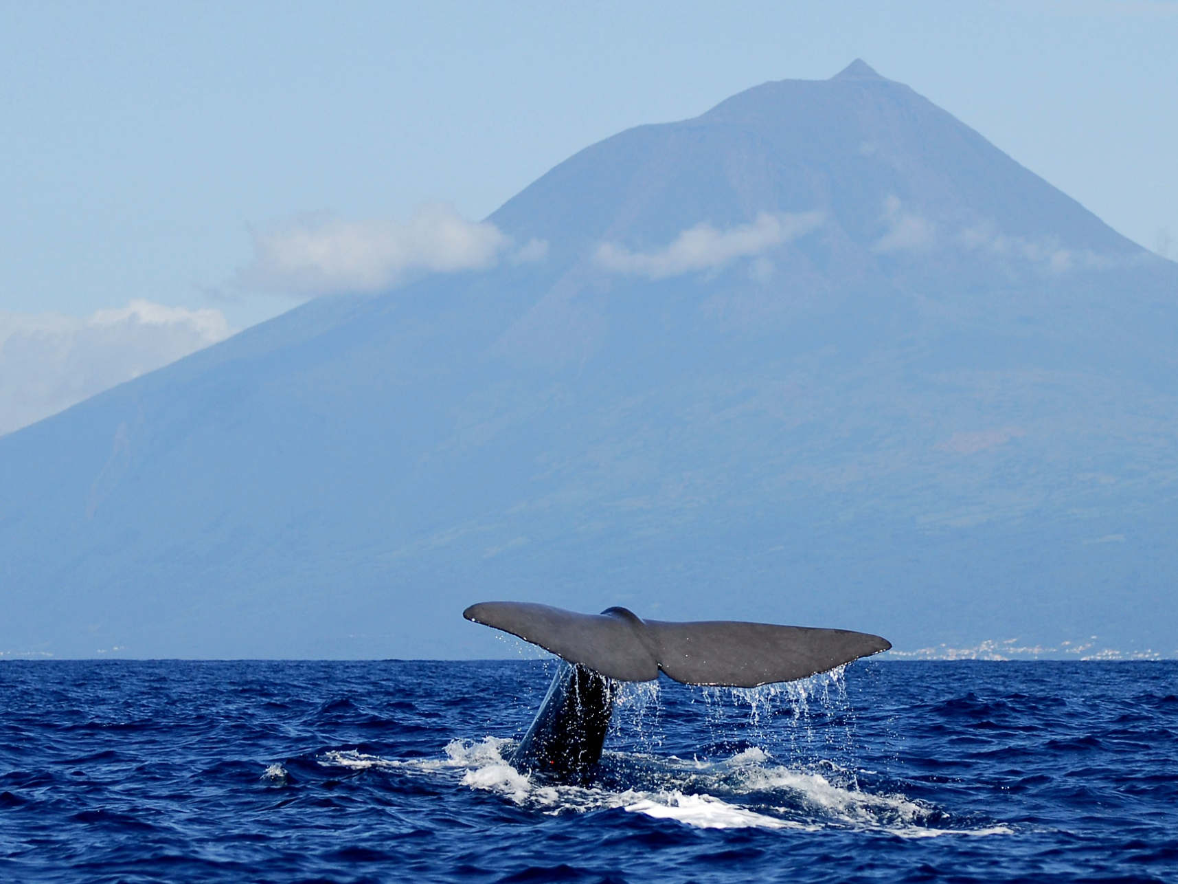 Whale watching