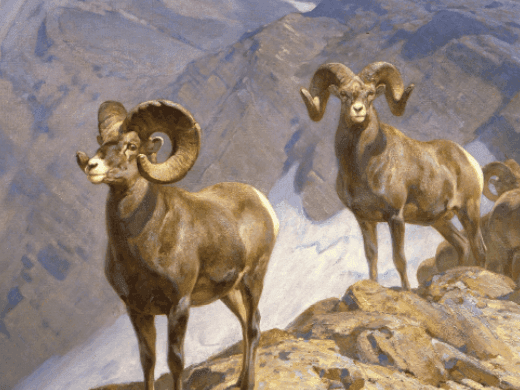 Bighorn sheep art in National Museum near Hotel Jackson