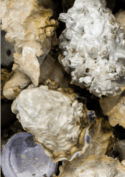 Close-up of oysters at Alderbrook Resort & Spa