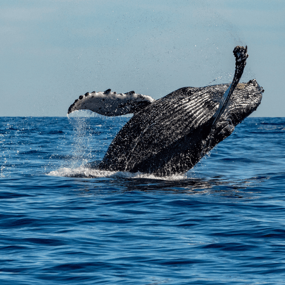 Humpback whale jumping near Beauport Hotel Gloucester