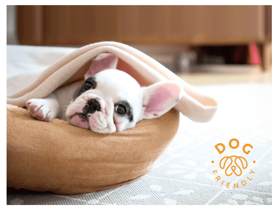 Close-up of a dog on a pillow in a room at FA Hotels & Resorts