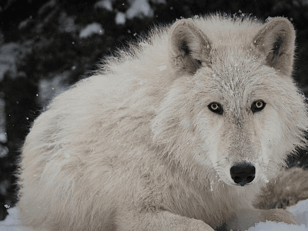 Close-up of a white wolf near Clique Hotels & Resorts