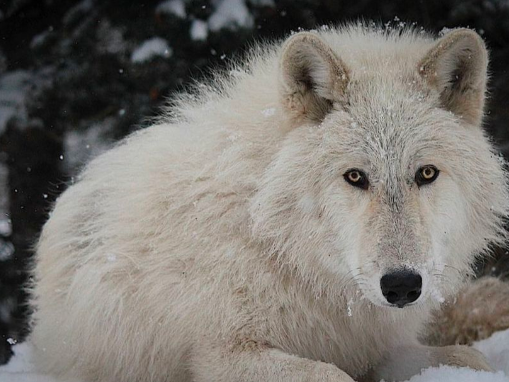 Close-up of a white wolf near Falcon Crest Lodge