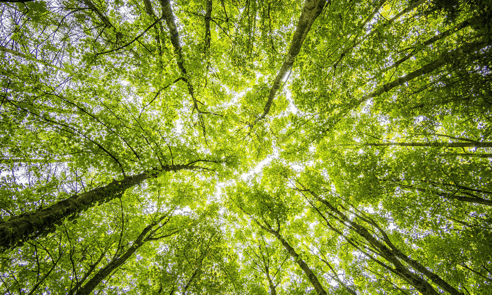 Canopy of Trees 