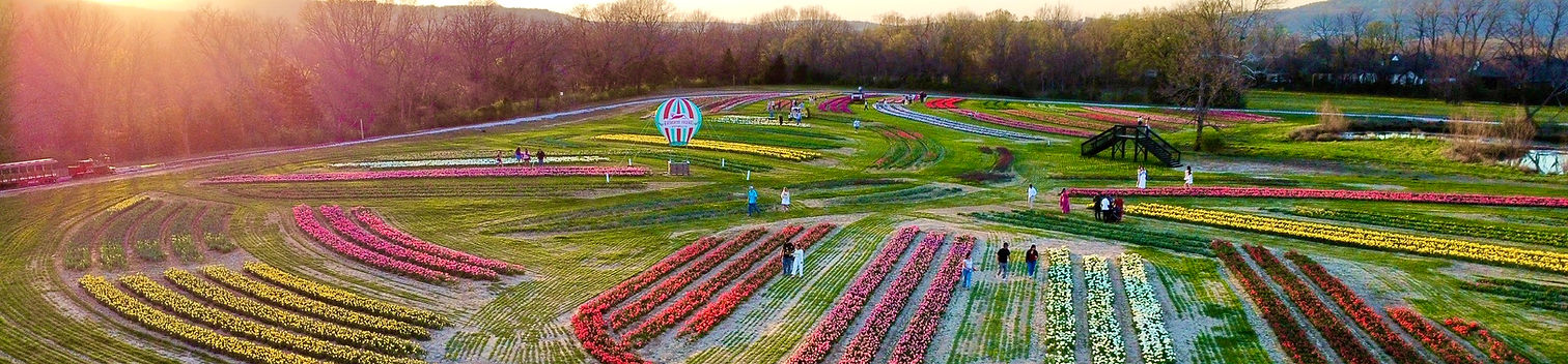 Placeholder image for Arkansas Tulip Festival at Rivercrest Orchard