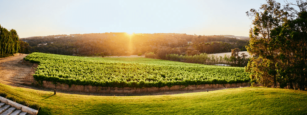 Sunset over a vineyard with lush green vines and trees, highlighting the Cellar Door Event offer.