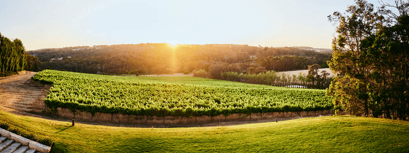Sunset over a vineyard with lush green vines and trees, highlighting the Cellar Door Event offer.
