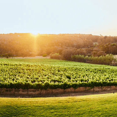Sunset over a vineyard with lush green vines and trees, highlighting the Cellar Door Event offer.