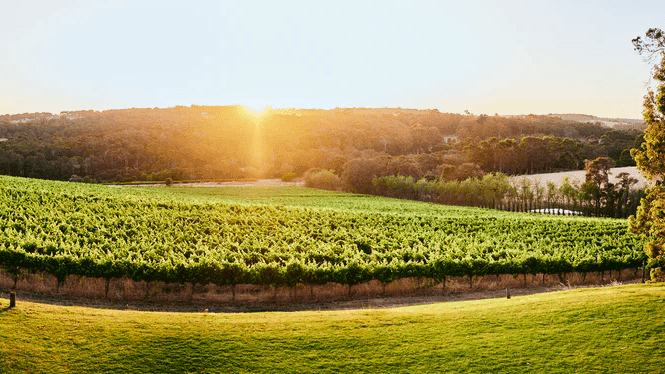 Sunset over a vineyard with lush green vines and trees, highlighting the Cellar Door Event offer.