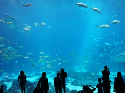People looking at fish in the Aquarium near La Galerie Hotel