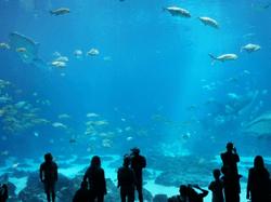 People looking at fish in the Aquarium near La Galerie Hotel